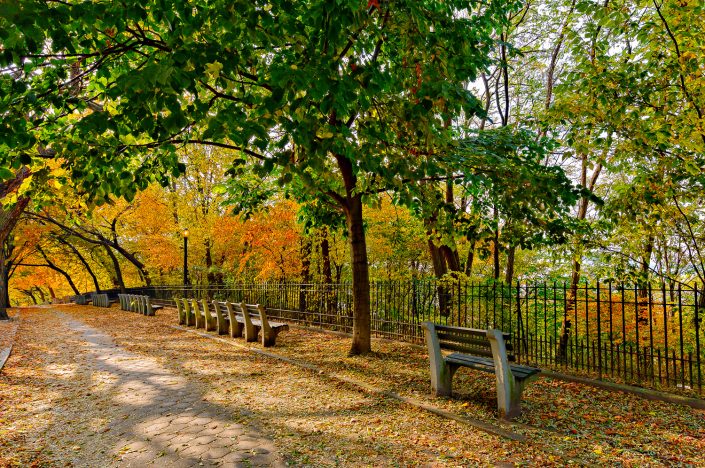 Fall Foliage Shore Road Park Brooklyn